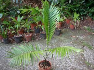 post-747-019354900 1334640710_thumb.jpg