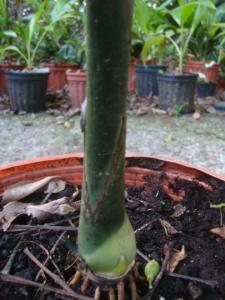 post-747-025439700 1334701566_thumb.jpg