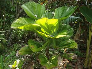 post-747-035410700 1334795481_thumb.jpg