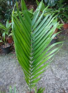 post-747-041270000 1334701578_thumb.jpg