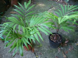 post-747-058785700 1334275975_thumb.jpg