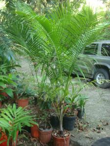 post-747-064414200 1334275532_thumb.jpg