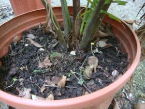 post-747-071376300 1334273997_thumb.jpg