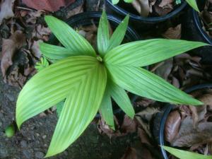 post-747-075095200 1334274883_thumb.jpg