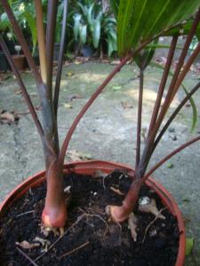 post-747-076226300 1334275985_thumb.jpg