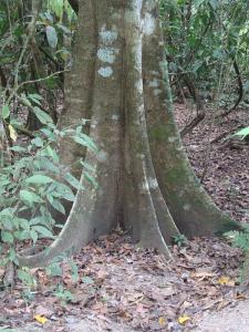 post-747-082564800 1328320017_thumb.jpg