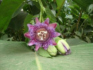 post-747-085163000 1328320105_thumb.jpg