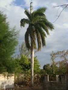 post-747-086594700 1327009461_thumb.jpg