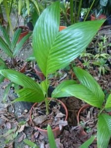 post-747-099040000 1334274388_thumb.jpg