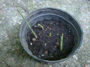 post-747-099147000 1334273695_thumb.jpg