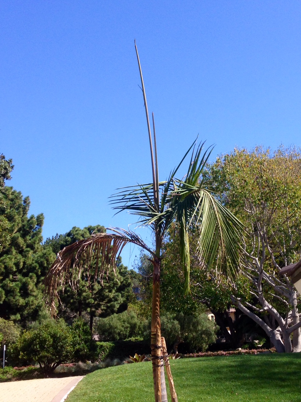 King Palm Life Status, any advice?