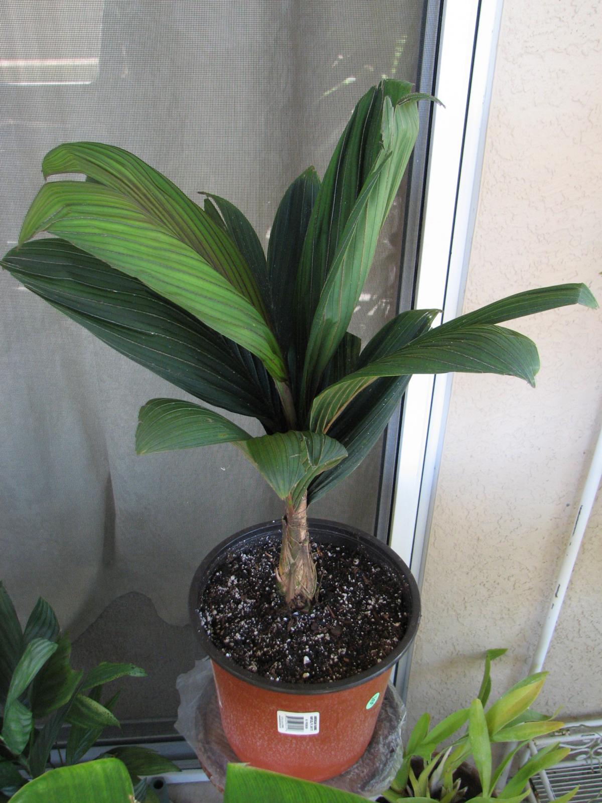 Calyptrocalyx 'Bath'