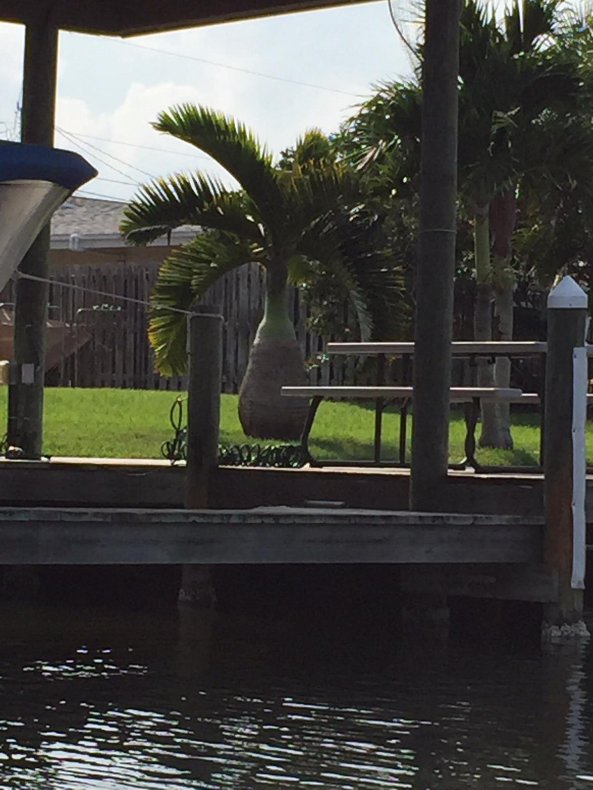 Canal Cruise Through My Cocoa Beach Hood DISCUSSING PALM TREES