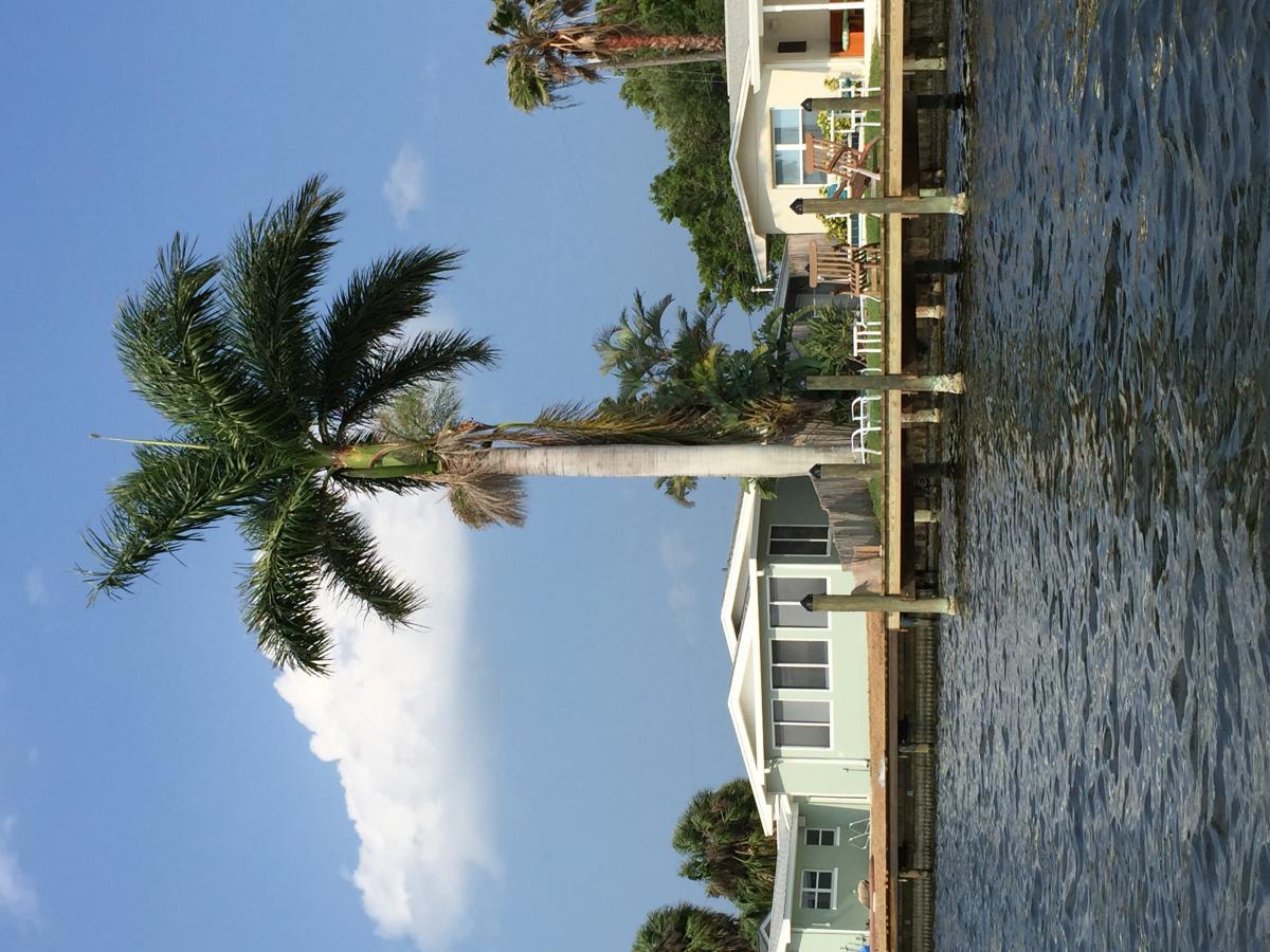 Canal Cruise Through My Cocoa Beach Hood DISCUSSING PALM TREES