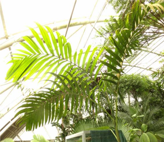 Botanic garden in Prague