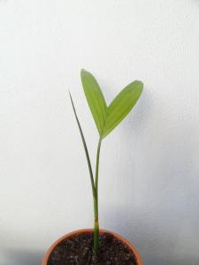 post-7533-0-47195400-1394467620_thumb.jp