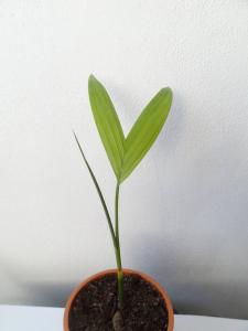 post-7533-0-73206500-1394467645_thumb.jp