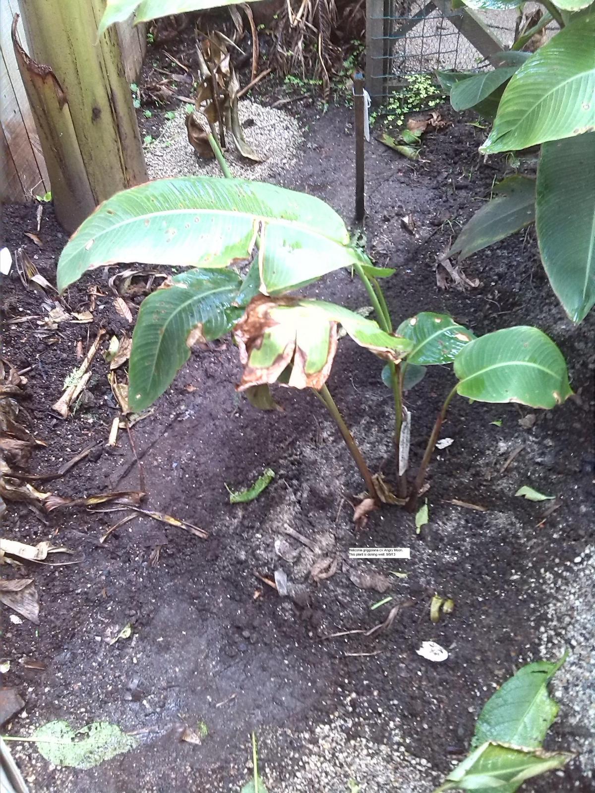 Heliconia griggsiana in zone 9 TROPICAL LOOKING PLANTS Other Than