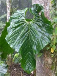 post-7567-0-10964500-1364384852_thumb.jp