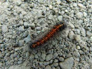 post-7567-0-12710300-1364778223_thumb.jp