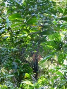 post-7567-0-15460500-1362999132_thumb.jp