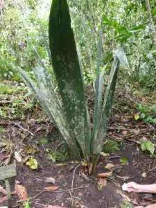 post-7567-0-30306400-1364384973_thumb.jp