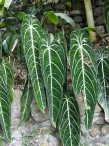 post-7567-0-40252500-1364384829_thumb.jp