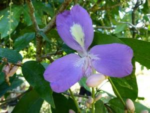 post-7567-0-42003100-1362998790_thumb.jp