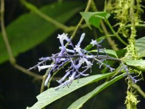 post-7567-0-67647600-1367296892_thumb.jp