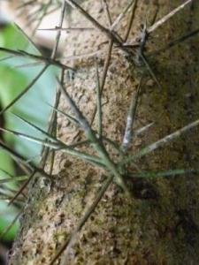 post-7567-0-99255400-1367296759_thumb.jp