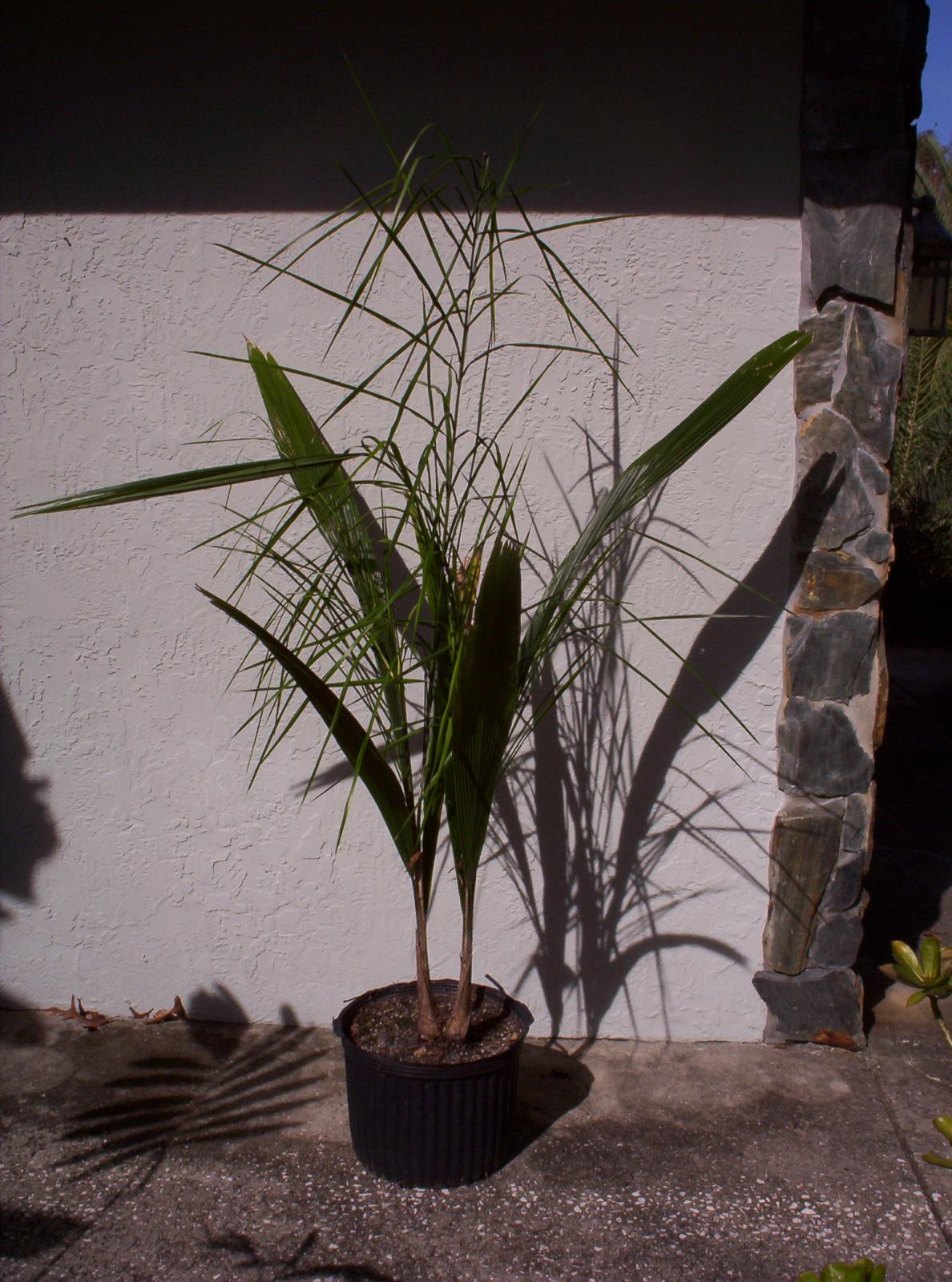 Suckering Queen Palm