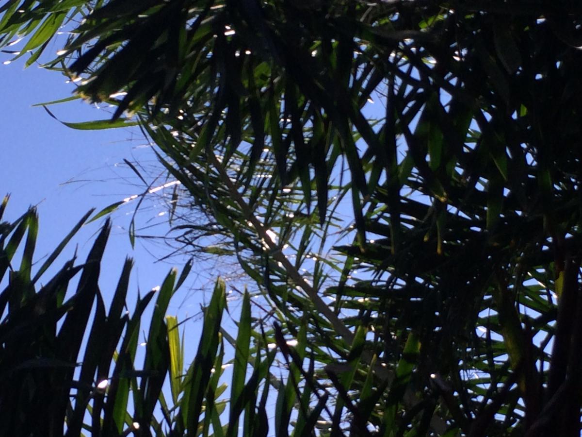 What is wrong with my Foxtails, is this frizzle top? DISCUSSING PALM