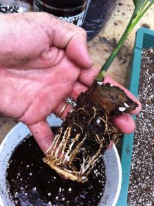 post-7712-0-18834100-1376209633_thumb.jp