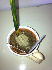 post-7712-0-61044200-1376209537_thumb.jp