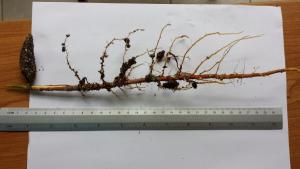 post-7822-0-04503200-1374871972_thumb.jp