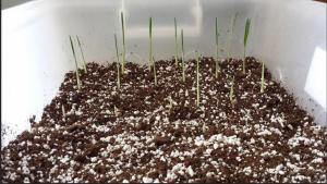 post-7822-0-11595500-1439286366_thumb.jp