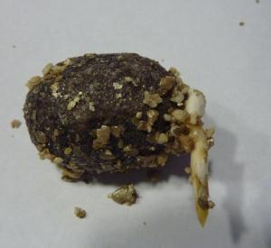 post-7822-0-96501700-1374967628_thumb.jp