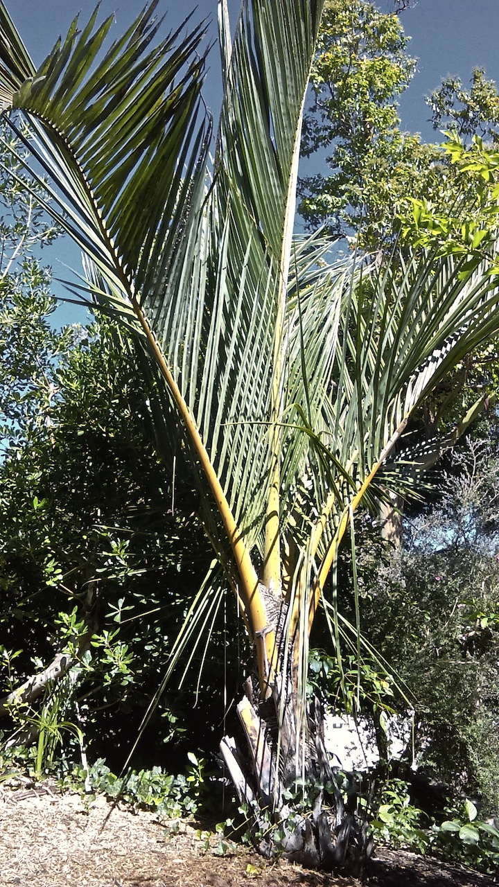 Coconutish Palms at San Diego Zoo