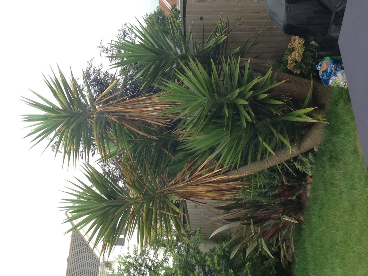 Palm tree help for a beginner!