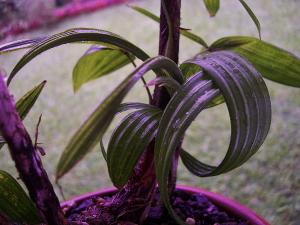 post-897-085892800 1328168113_thumb.jpg