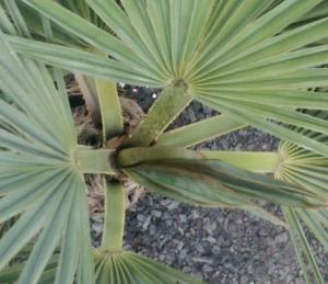 post-8989-0-11326300-1410303012_thumb.jp