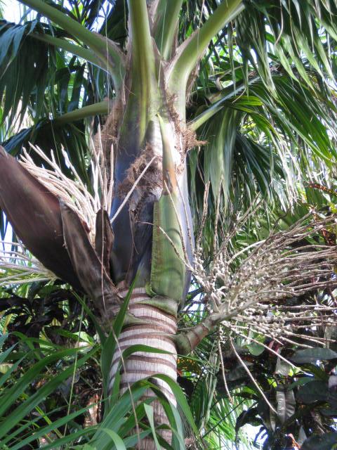 My Big Fat Fijian Palm - DISCUSSING PALM TREES WORLDWIDE - PalmTalk