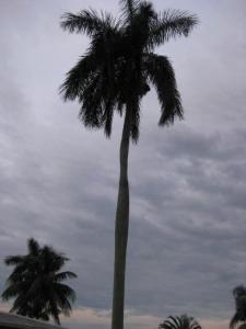 post-918-0-41131300-1374974995_thumb.jpg