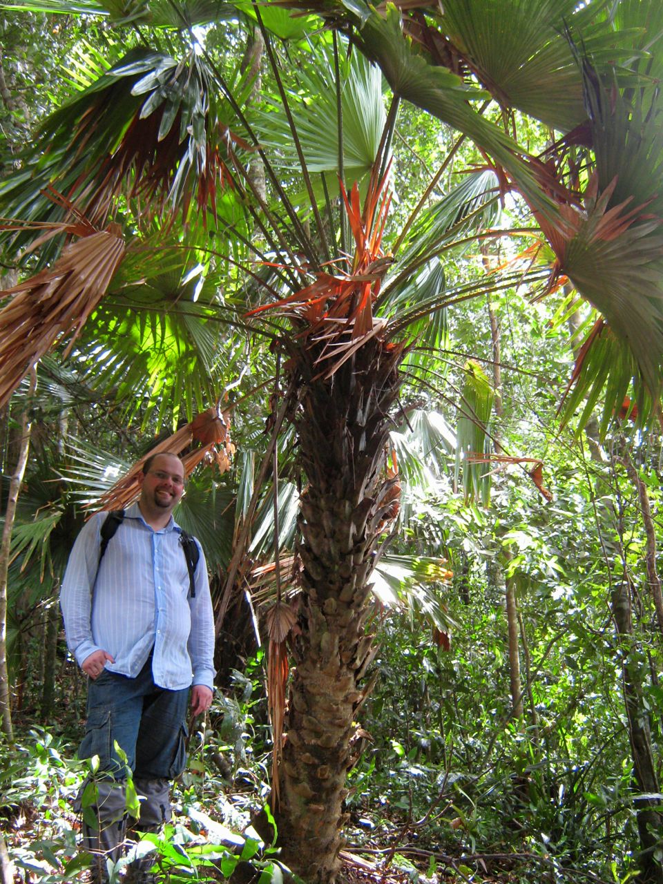 A fan palm from hill top in southern Thailand. Identification?