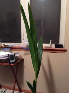 post-9451-0-62539200-1425872800_thumb.jp