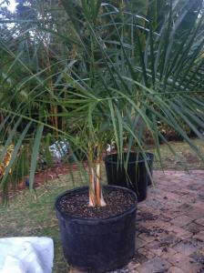 post-9514-0-32383900-1393085031_thumb.jp