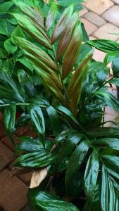 post-9514-0-85445300-1406041625_thumb.jp