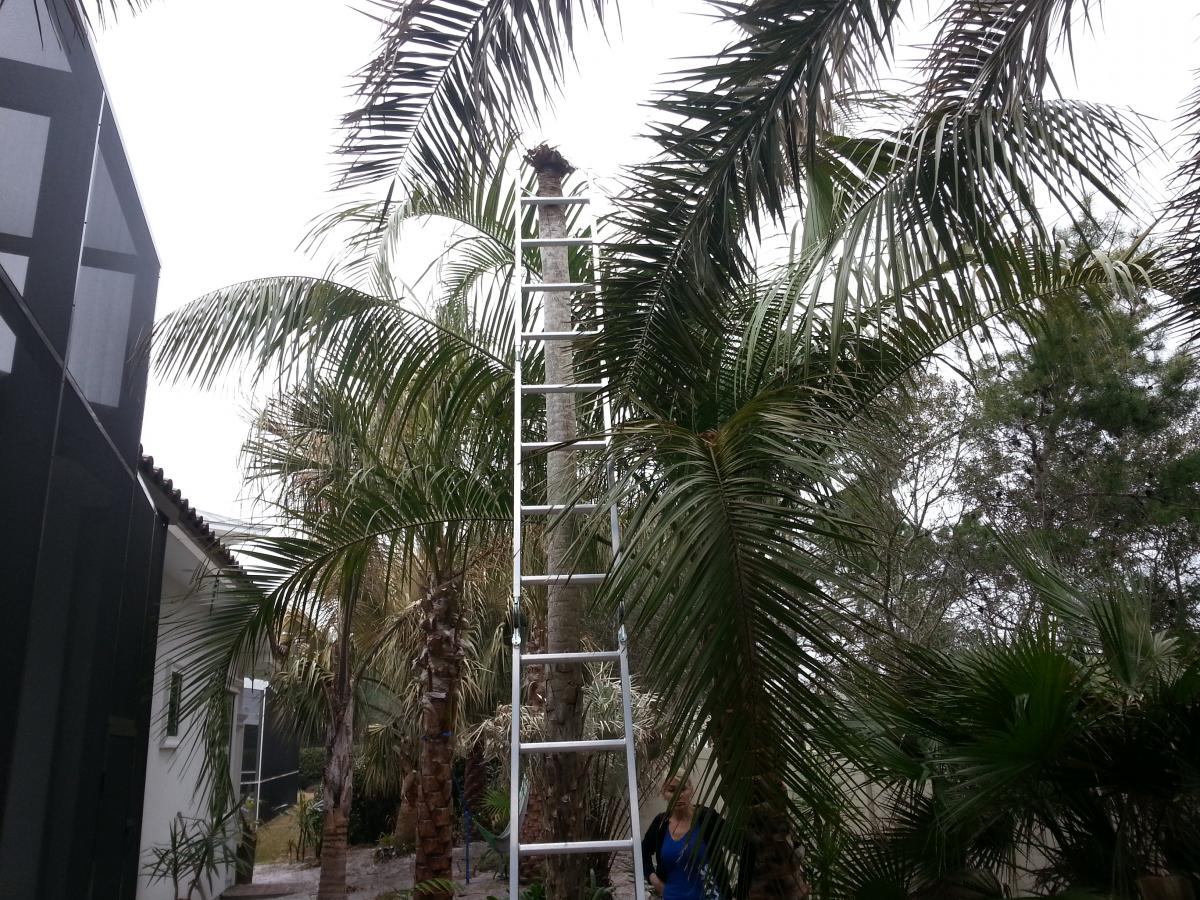 Major Operation on C. alba