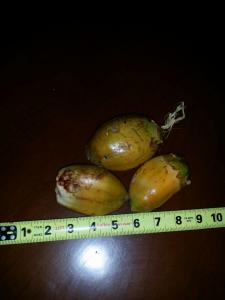 post-9726-0-30880500-1433649707_thumb.jp