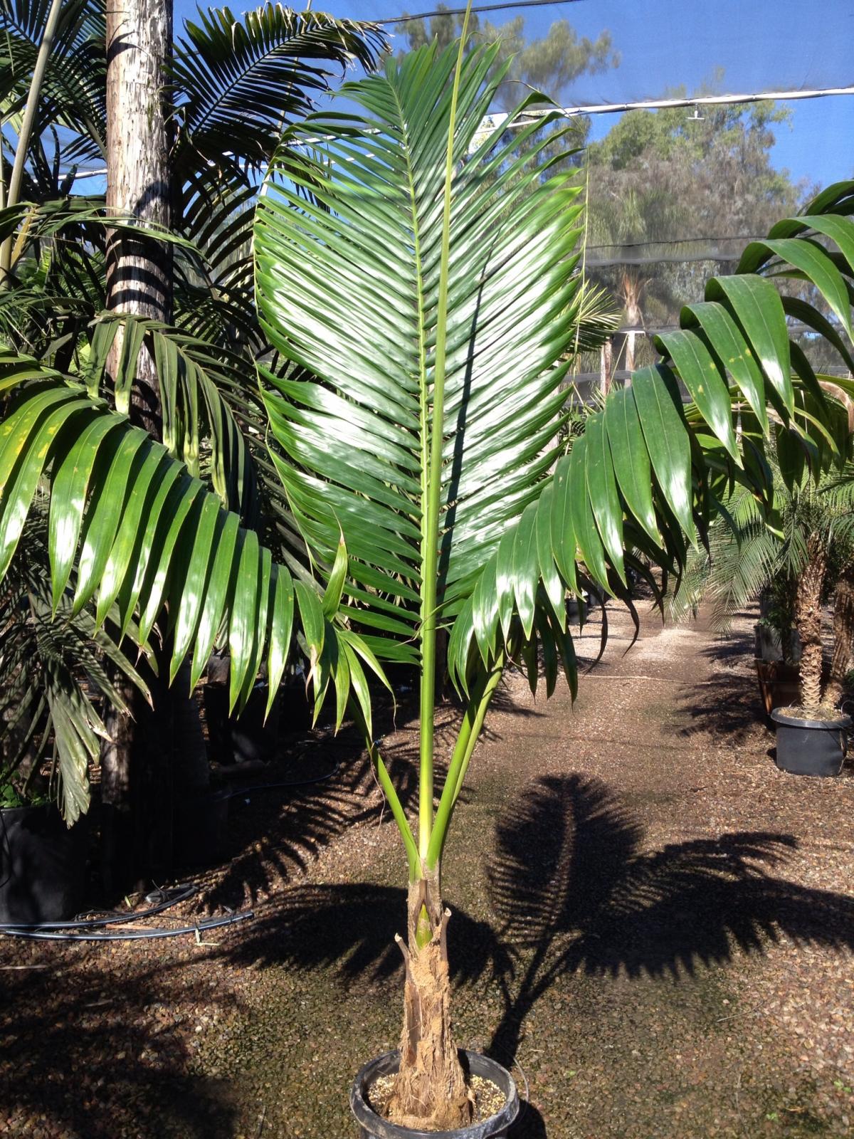 what is the base of a palm tree called what is the base of a palm tree called